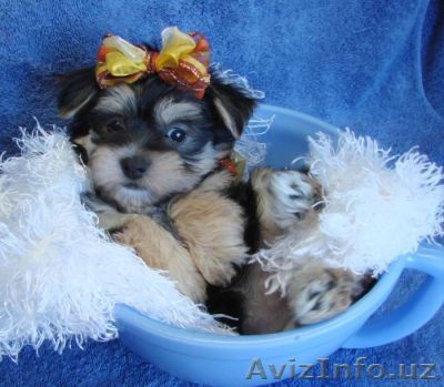Йорки щенки на Рождество (бесплатно) - Изображение #1, Объявление #473570