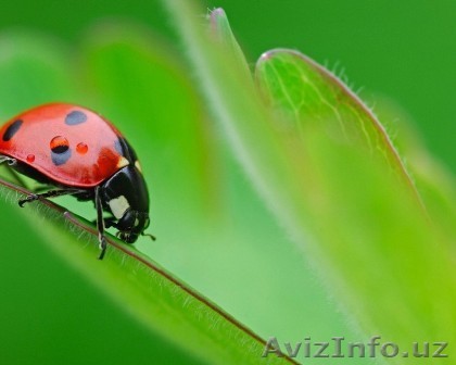 Услуги по набору текста - Изображение #1, Объявление #735614