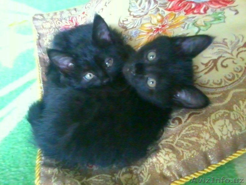 Отдам котят в Хорошие руки. - Изображение #1, Объявление #1433905