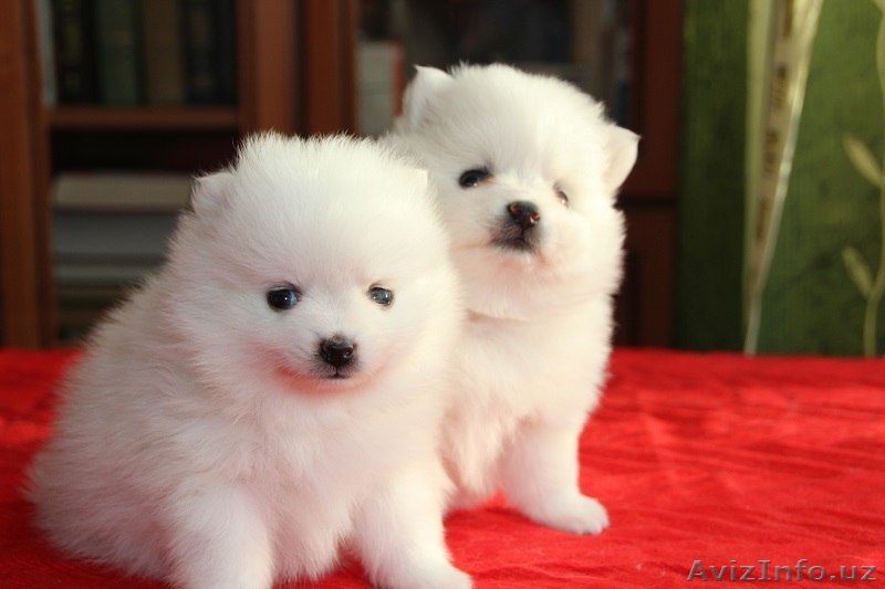 Продаю щенков шпица - Изображение #1, Объявление #1483927