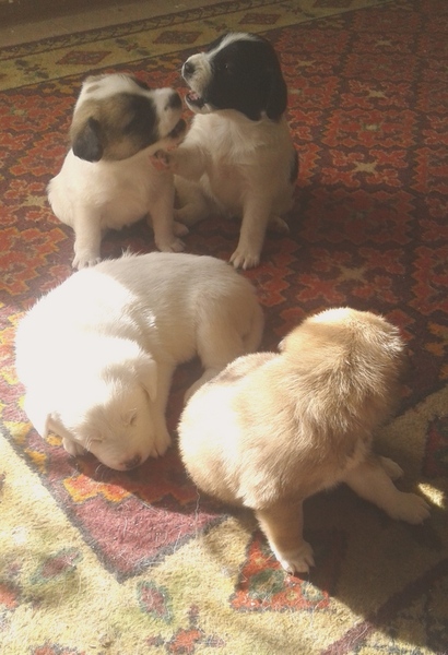 Щенки - Изображение #1, Объявление #1648790