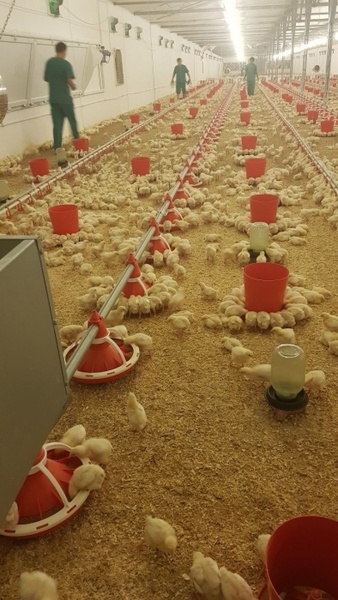 Бройлер - Автоматика для кормораздачи  - Изображение #1, Объявление #1671641