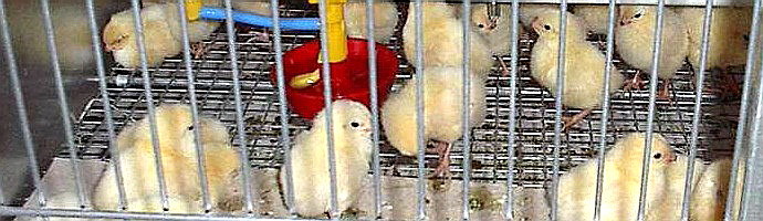 Бройлер, несушка — Компьютер-регулятор освещения Рассвет-закат. - Изображение #1, Объявление #1671640