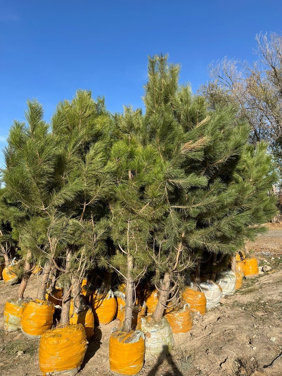 Крымская Сосна - Изображение #1, Объявление #1742778