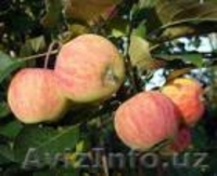 Мы занимаемся выращиванием и продажей саженцев  - Изображение #1, Объявление #1303344