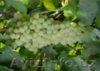 Мы занимаемся выращиванием и продажей саженцев  - Изображение #2, Объявление #1303344