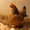 домашние куриные яйца #1684440