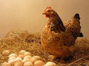 домашние куриные яйца - Изображение #1, Объявление #1684440