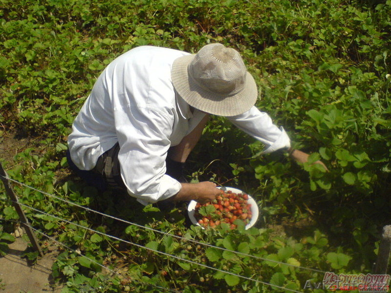Продаю Дом в России Волгоградская обл - Изображение #3, Объявление #191144