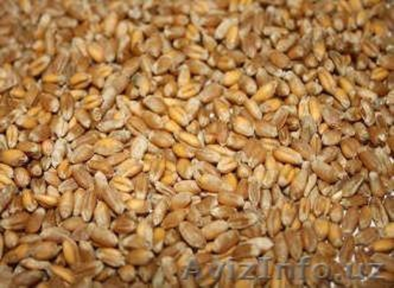 Зерновые и Масленичные культуры  - Изображение #3, Объявление #1535576