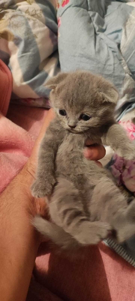 Кошка порода  - Изображение #3, Объявление #1735786