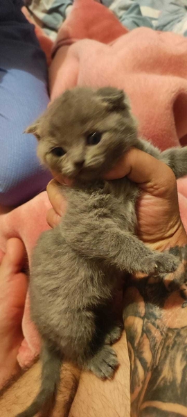 Кошка порода  - Изображение #2, Объявление #1735786